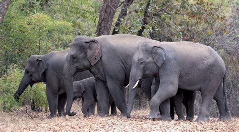 As Asiatic elephants are here to stay, Madhya Pradesh learns to co ...