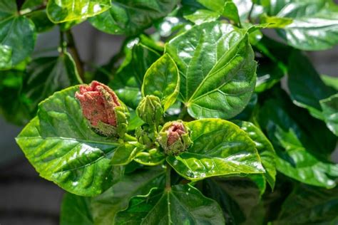 How to Identify and Treat Hibiscus Pests and Diseases - Petal Republic