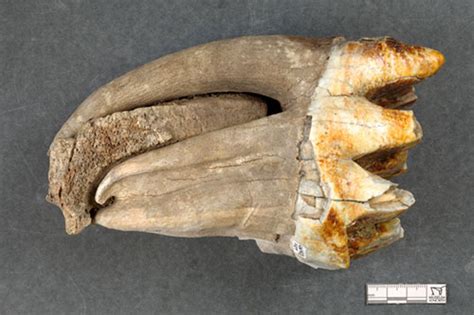 SitNews: New dates for northern mastodon fossils resolve quandary