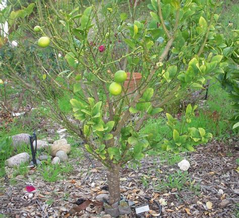 Key Lime Tree | Key lime tree, Tree garden design, Trees to plant