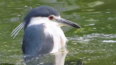 Birds in Kowloon Park - Hong Kong - YouTube