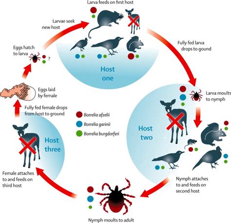 Borrelia burgdorferi - Bio 113 Portfolio