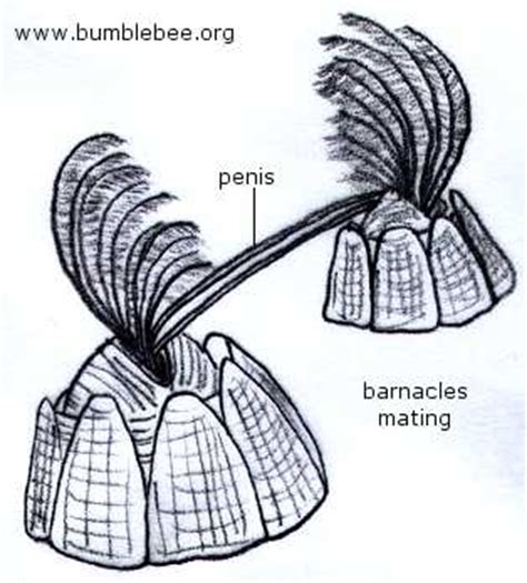 Barnacles