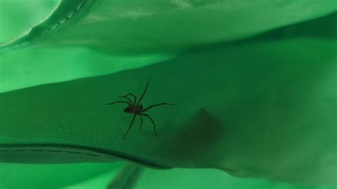 Spiders in September 2023 by pipervalkyrie · iNaturalist