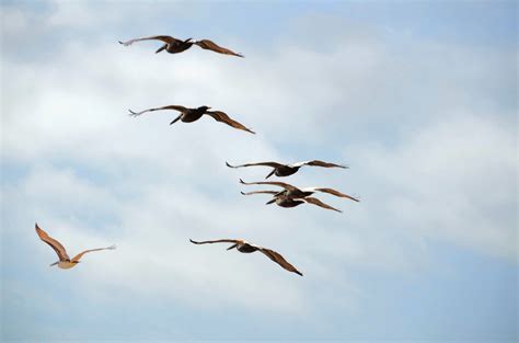 Pelicans Flying Free Stock Photo - Public Domain Pictures