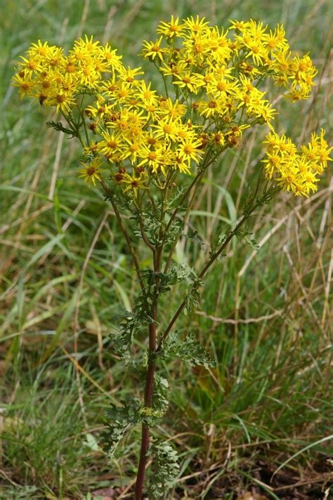 The Dangers of Ragwort—Claregalway.info