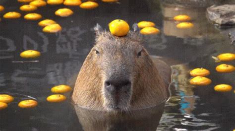 Capybara Orange GIF - Capybara Orange Spa - Discover & Share GIFs