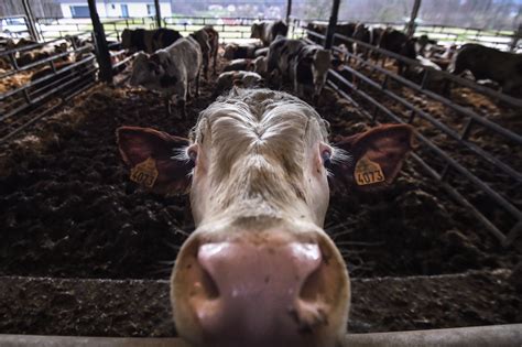 Deadly superbug outbreak in humans linked to antibiotic spike in cows