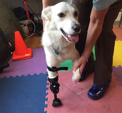 Are Dog Prosthetics Worth It? CSU Vet Study Finds Out - Tripawds