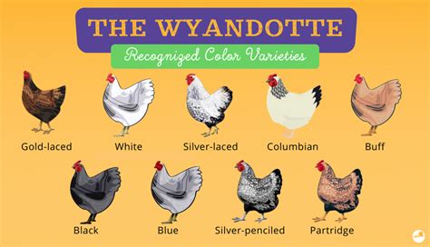 Wyandotte Chickens: The Ultimate Dual Purpose American Breed ...