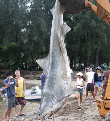 Life After Shark Attack: Surfer Girl Rides Waves Again Photos - ABC News