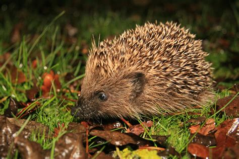 Hedgehog Habitat Hi-res Stock Photography And Images Alamy, 48% OFF