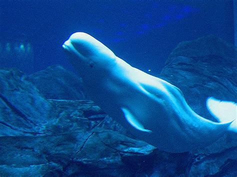 Beluga Whale. Georgia Aquarium. Atlanta. Georgia.USA. January 2007 ...