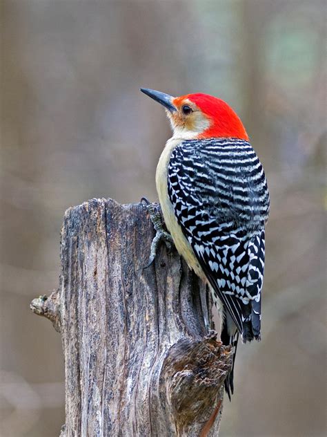 Red-bellied Woodpecker | Audubon Field Guide