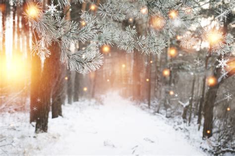 Christmas background. Winter forest with glowing snowflakes. Christmas forest with snowy road ...