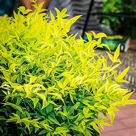 Lemon-Lime Nandina | Lemon lime nandina, Lemon lime, Nandina plant