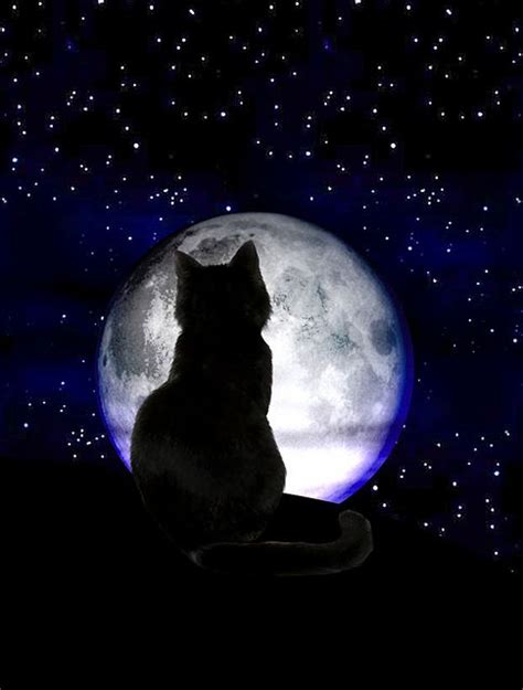 black cat moon2 | Cat art, Black cat art, Moon art