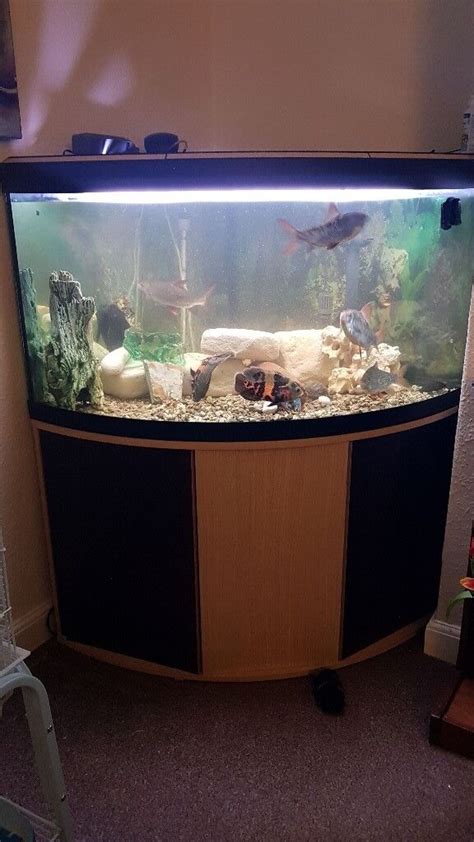 Corner Fish Tanks For Sale Near Me - art-floppy