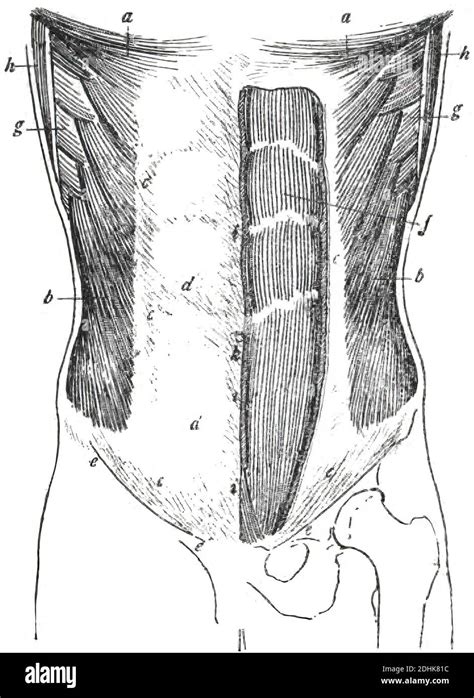 Babosa de mar Familiarizarse opción anatomia topografica abdomen profundizar frio Evaluación