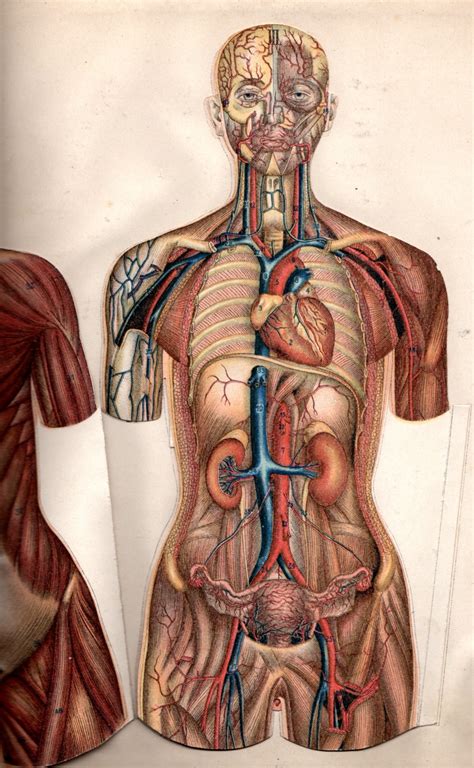 Anatomy and Physiology - Bachelor Of Science (Osteopathy) - Library Guides at Victoria University