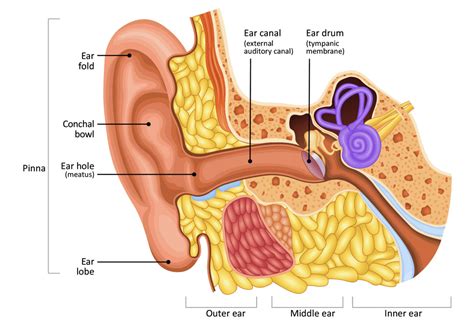 Ear eczema | National Eczema Society