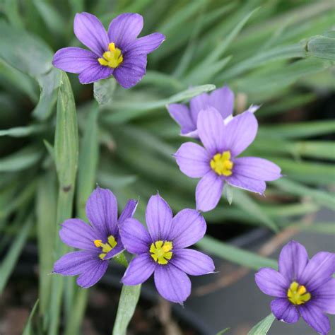 Buy Organic Sisyrinchium Angustifolium Seeds Online | Premium Quality ...