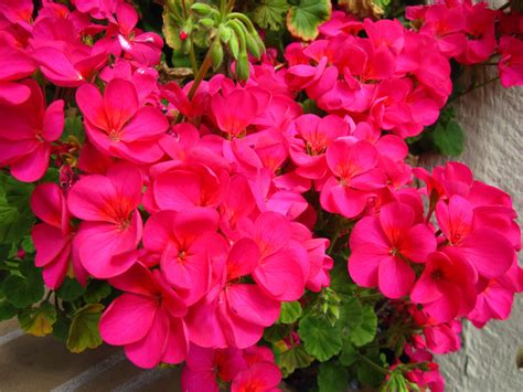 bright pink geraniums | Pink geranium, Wedding flowers, Geraniums