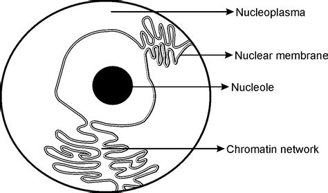 Simple Animal Cell Diagram - ClipArt Best