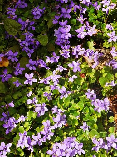 tapis de violettes | Un tapis plaisant à l'oeil qui nous off… | Flickr