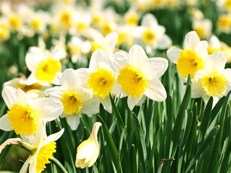 How to grow daffodils - Saga