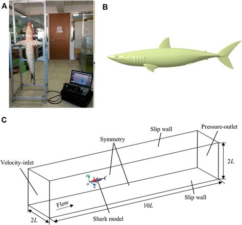 Frontiers | Relationship Between Skin Scales and the Main Flow Field Around the Shortfin Mako ...