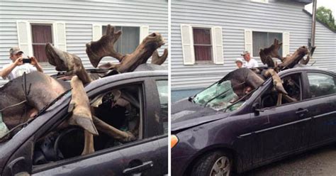 WARNING - GRAPHIC CONTENT: Shocking pictures show moose's collision with car - Daily Star