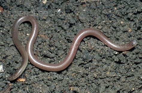 Texas Blind Snake Facts, Description, Diet, and Pictures