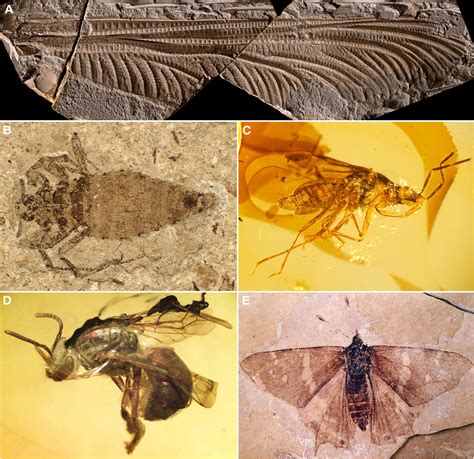 Insect evolution: Current Biology