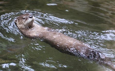 Art Lander's Outdoors: Once endangered river otters now likely to be ...