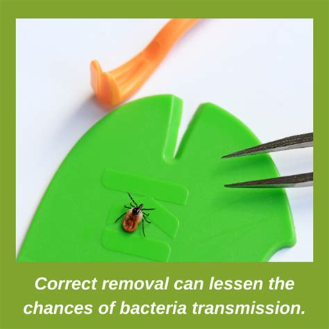 Lyme Disease UK Online Support - How to Correctly Remove a Tick