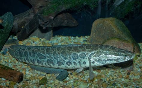 Northern Snakehead Fish Facts, Habitat, Diet, Pictures