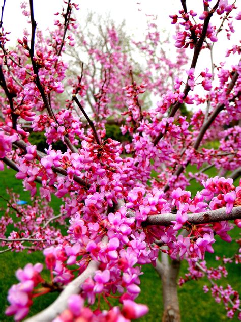 Redbud tree is in full bloom | Redbud tree, Bloom, Garden