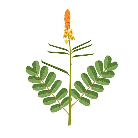 Vector illustration, candle bush or senna alata isolated on white ...