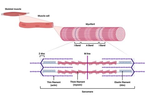 Myosin: Definition, Types, Structure, & Examples I NotesBard