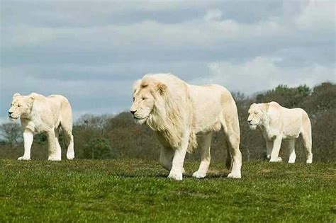 Albino Lions... | ライオンの写真, 珍しい動物, アルビノライオン