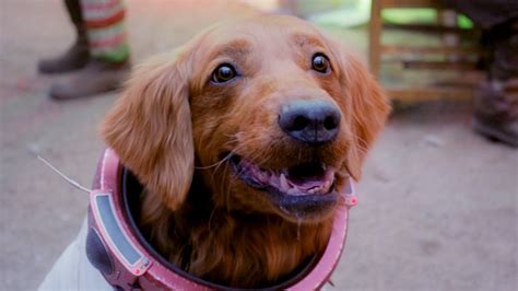 Marvel-honden Cosmo & Lucky ontmoeten elkaar op aandoenlijke foto - SerieTotaal