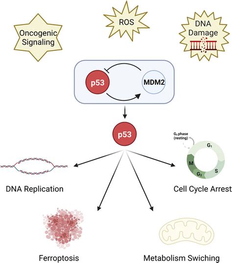 Frontiers | p53 mutation and deletion contribute to tumor immune evasion