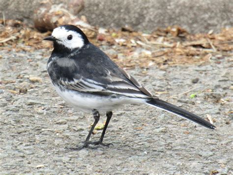 Pied Wagtail by Matthew Webb - BirdGuides