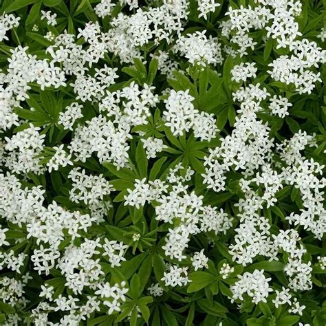 Sweet Woodruff Seeds - Our Lady's Lace Herb Seed