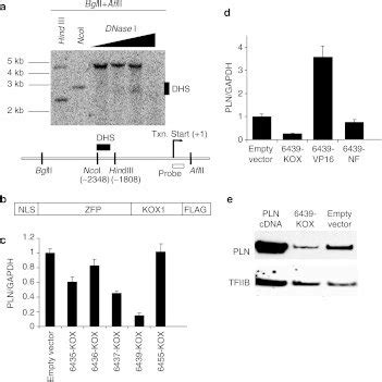 An engineered zinc-finger protein transcription factor (ZFP TF)... | Download Scientific Diagram