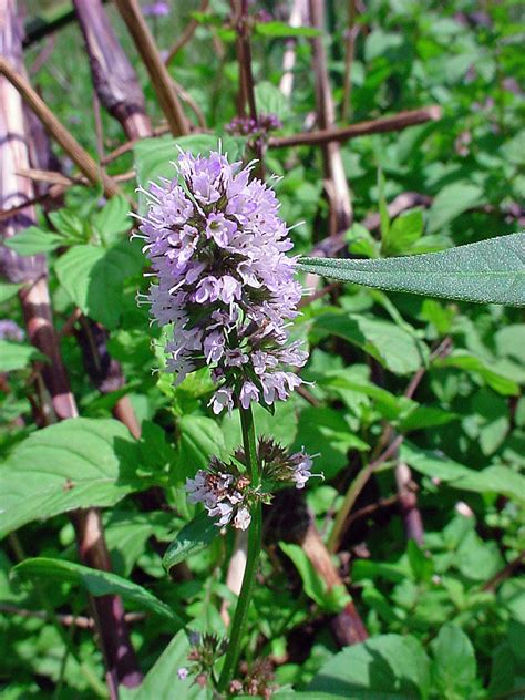 Vascular Plants of the Gila Wilderness-- Mentha spicata