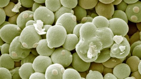 What is Saccharomyces cerevisiae? - Explore Yeast