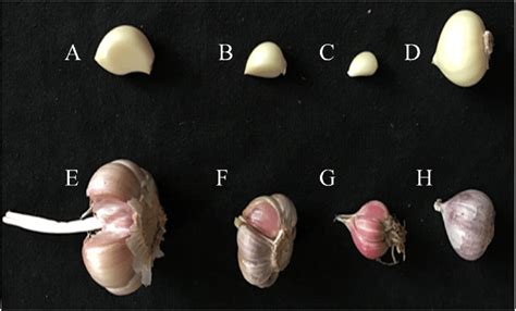 Four different varieties of garlic. (A-D) Peeled garlic cloves; (E-H ...