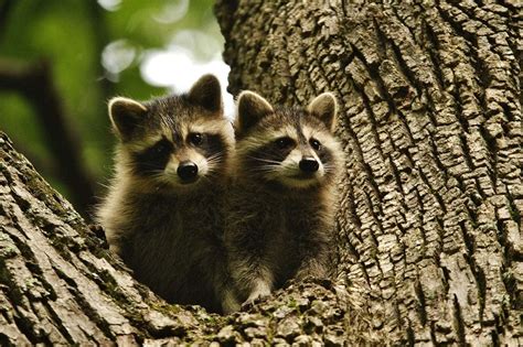 Shenandoah National Park Wildlife Viewing | The National Parks Experience